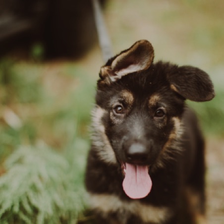 Dinah was a beautiful puppy! Dinah was a beautiful puppy!